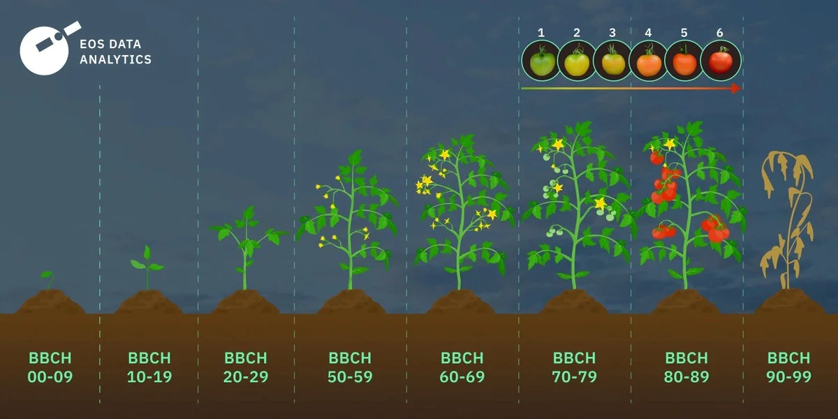 Použijte kávovou sedlinu na záhonky: rajčata porostou dvakrát rychleji. - image 1