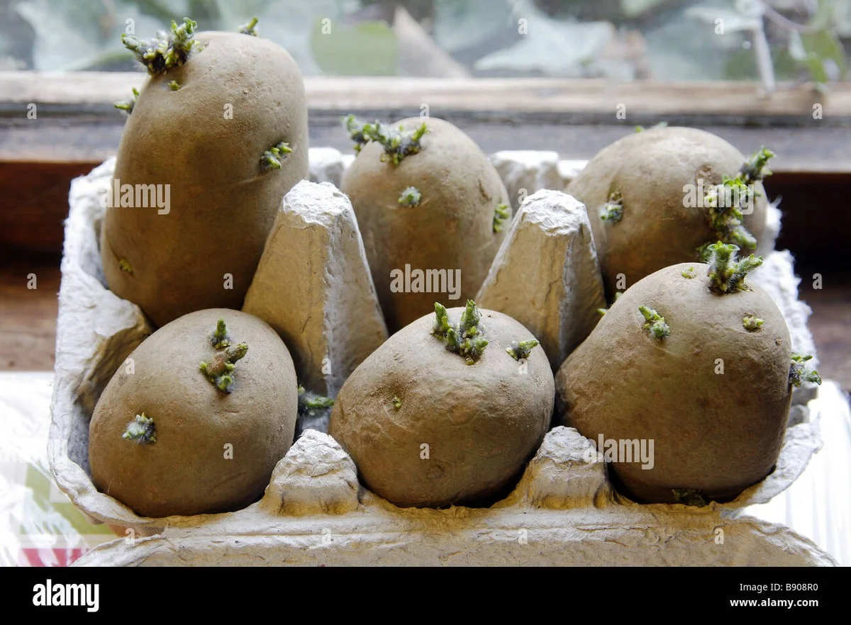 Proč české babičky dávají brambory na okenní parapet během prosince - image 1