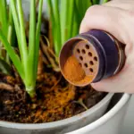 Proč chytří lidé dávají skořici do květináčů: Přírodní řešení proti mravencům