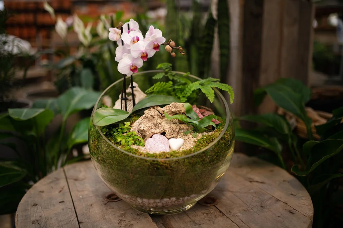 Proč dát kostku cukru do květináče s orchidejí? Tajemství úspěšných pěstitelů.