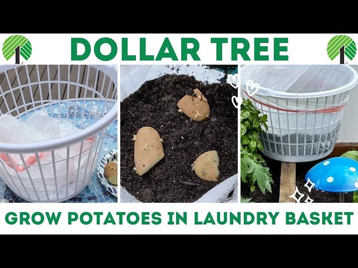 Proč hodit brambory do pračky: Trik, který obnovuje bílé oblečení