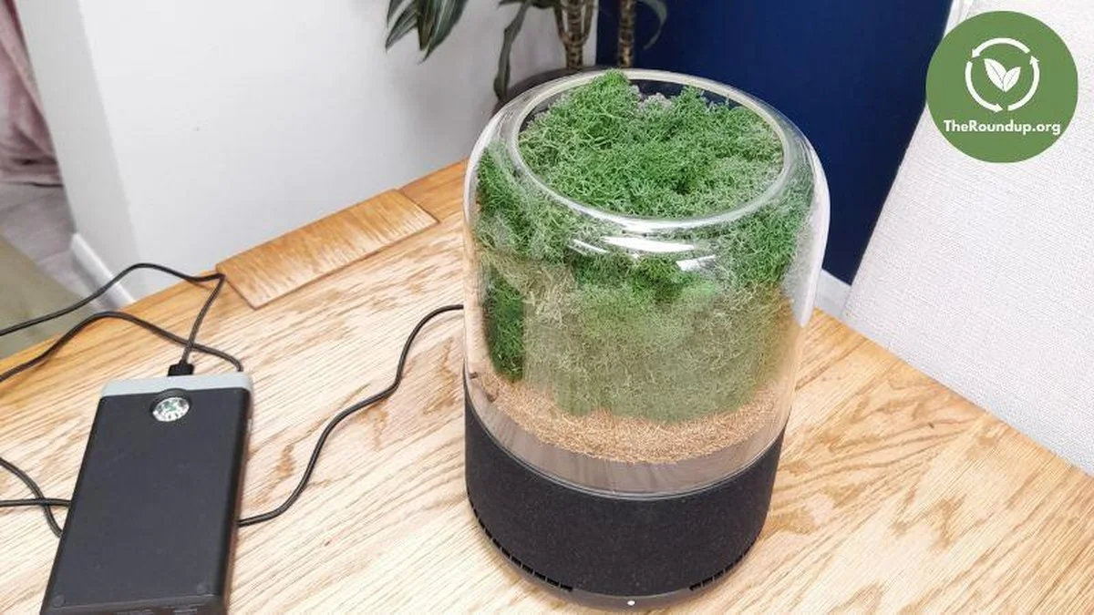 Proč položit cibuli vedle postele? Staré řešení moderních problémů - image 1