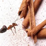 Skořice proti mravencům: Přírodní repelent, který funguje lépe než chemie