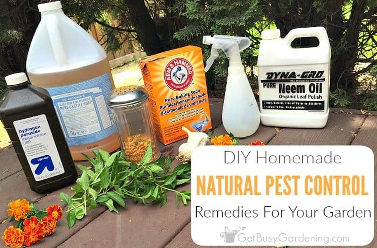 Skořice proti mravencům: Přírodní řešení, které funguje lépe než chemie - image 2