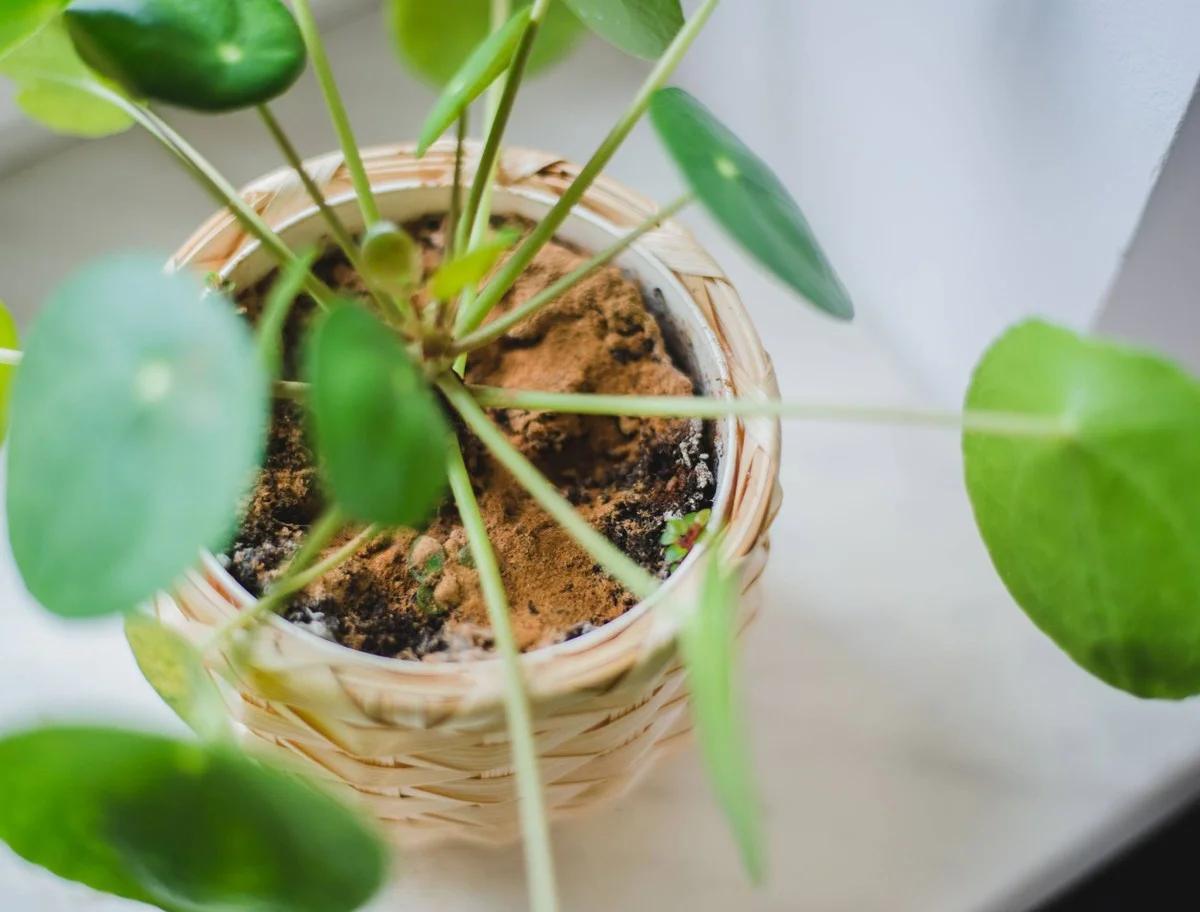 Skořice v květináči: staré zahradnické tajemství proti mravencům