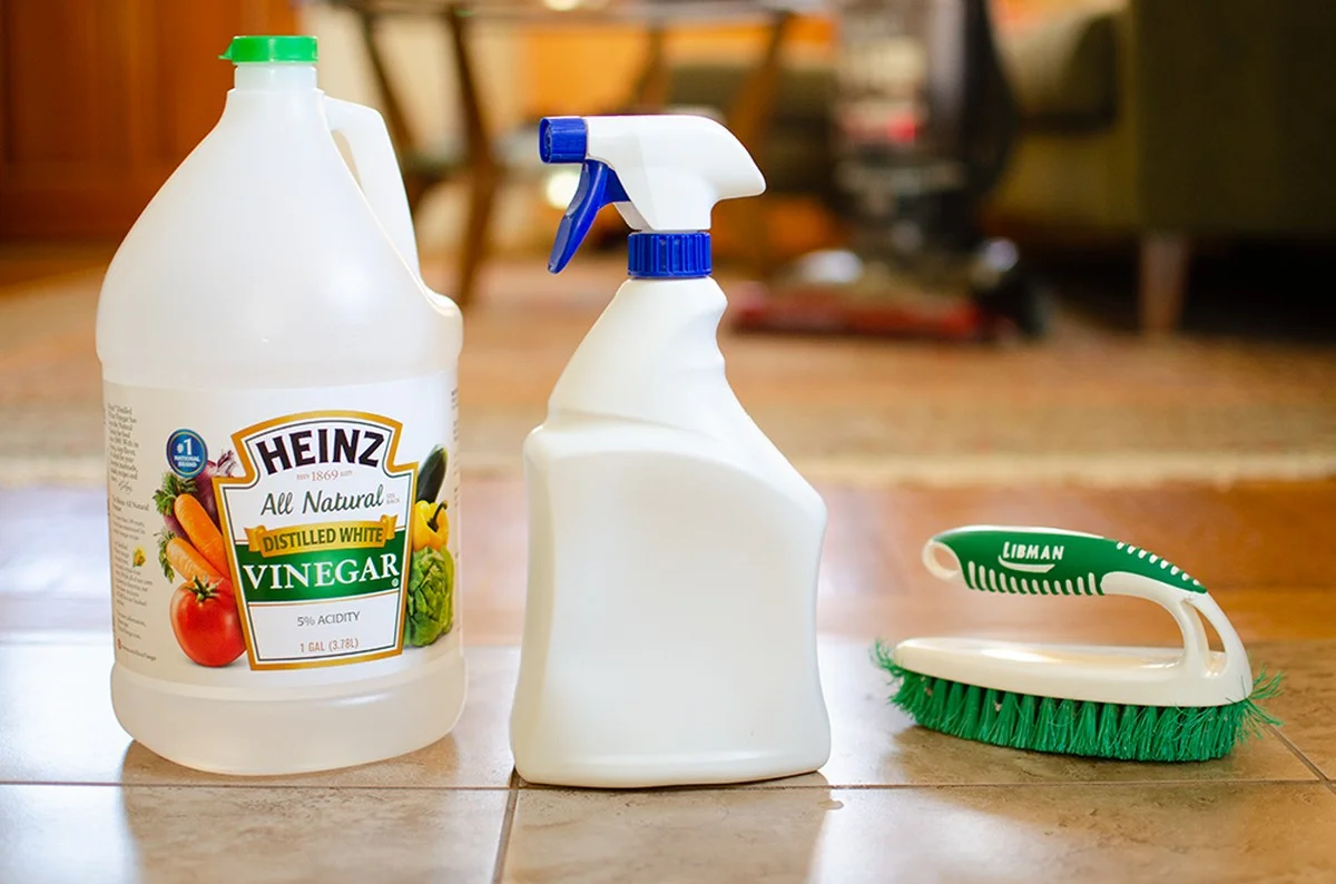 Skořice v květináči: Přirozená ochrana proti mravencům v domě - image 1