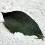 Vložte bobkový list do mouky: Staletý trik proti potravinovým škůdcům