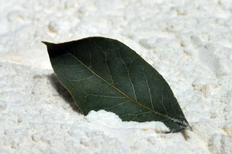 Vložte bobkový list do mouky: 100 let starý trik proti škůdcům.