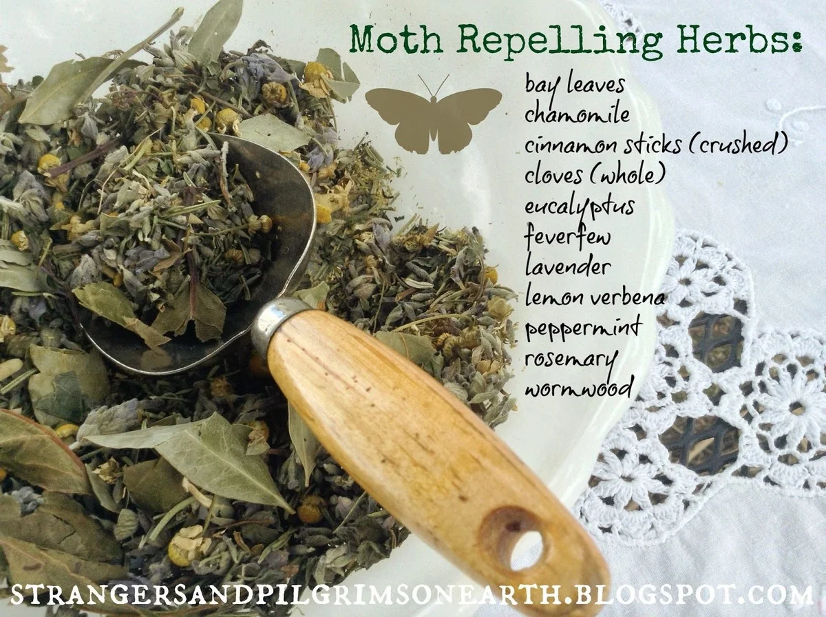 Vložte bobkový list do mouky: 100 let starý trik proti škůdcům. - image 2