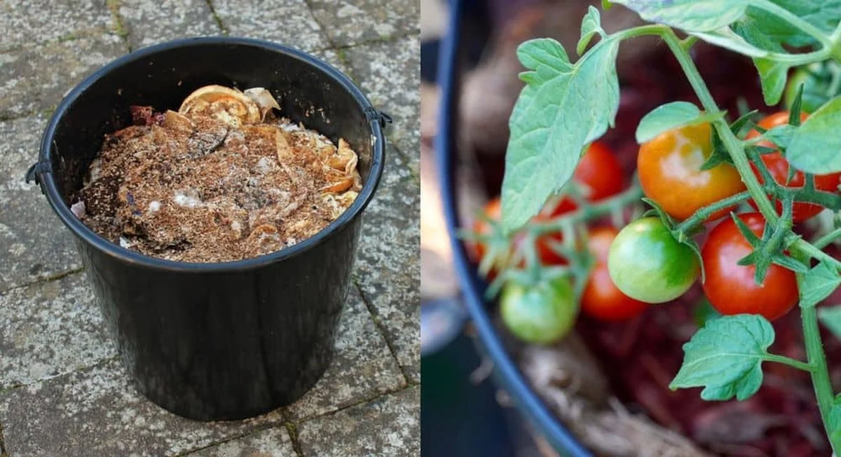 Zahradníci prozrazují: Přidejte toto do půdy před sázením rajčat - image 2