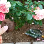 Zahradníci vám to neřeknou: Kávová sedlina jako nejlepší hnojivo pro růže