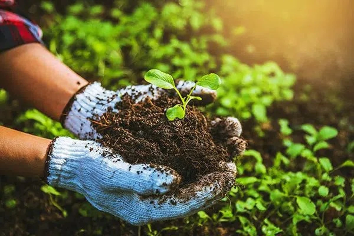 Kávová sedlina jako přírodní hnojivo: Které rostliny po ní doslova rozkvétají - image 2