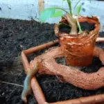 Měděný drát kolem rostlin? Staletý trik proti slimákům, který zahradníci milují.