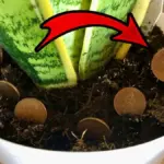 Mince pod květináč: Staré zahradnické tajemství pro zdravější rostliny.