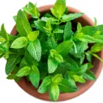 Mince v květináči odrazují škůdce: Zapomenutý trik našich prarodičů.