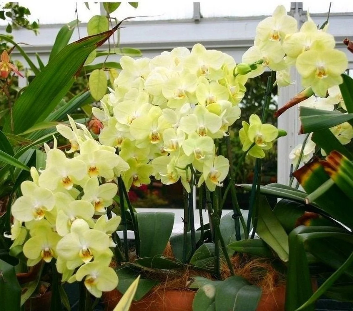 Mince v květináči s orchidejí: Překvapivé řešení pro kvetoucí rostliny