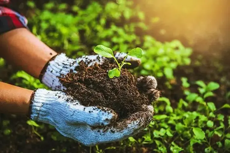 Mince v květináči? Staré zahradnické tajemství pro zdravější rostliny.