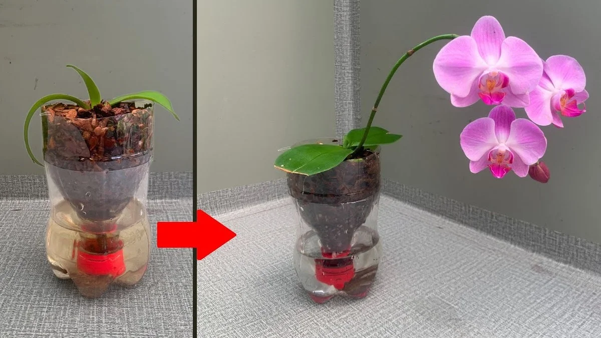 Mince v květináči s orchidejí: Překvapivé řešení pro kvetoucí rostliny - image 2