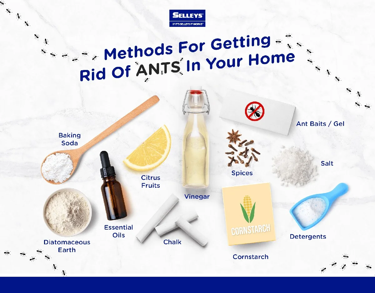 Obyčejné kvasnice proti mravencům: proč fungují lépe než chemie. - image 1