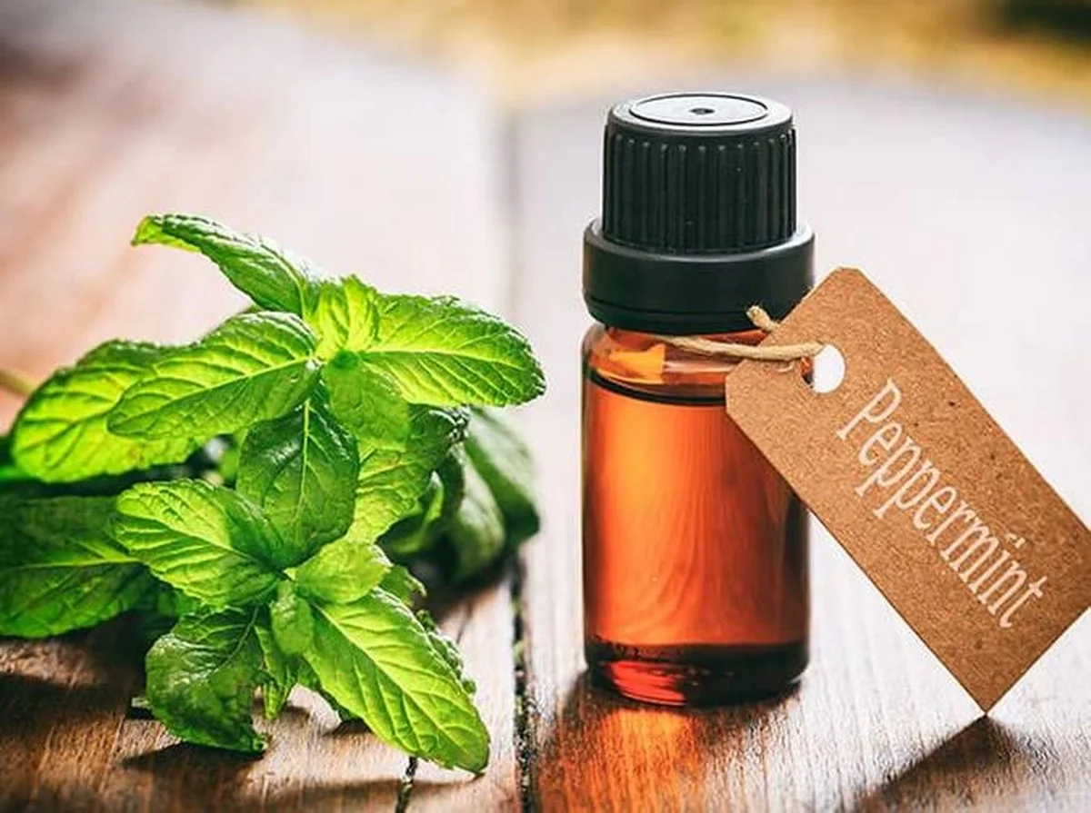Olej z máty na myši: Přírodní odpuzovač, který nestojí jmění - image 1