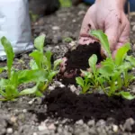 Použijte kávovou sedlinu na zahradu: rostliny vám poděkují.