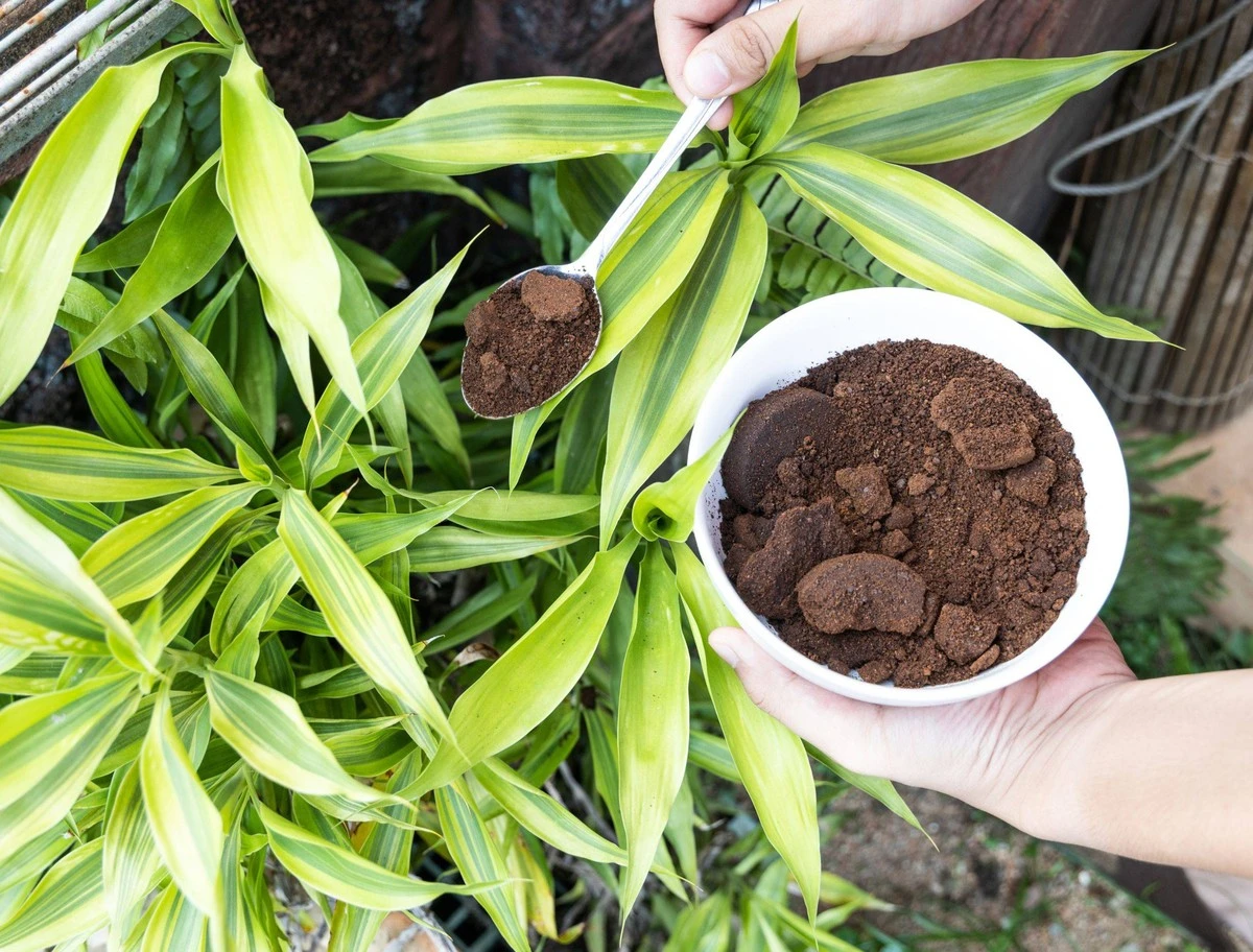 Použijte kávovou sedlinu na zahradě: Tajný pomocník proti škůdcům