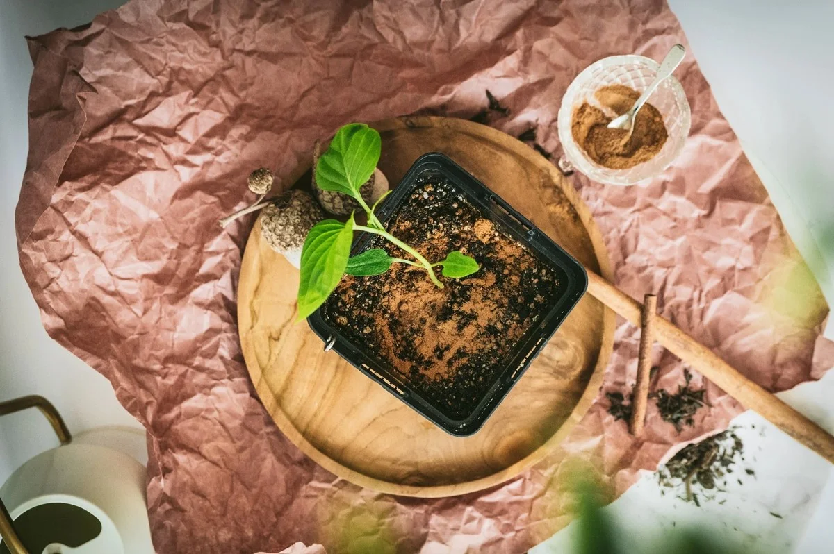 Proč Češi dávají skořici do květináčů? Staré zahradnické tajemství - image 1