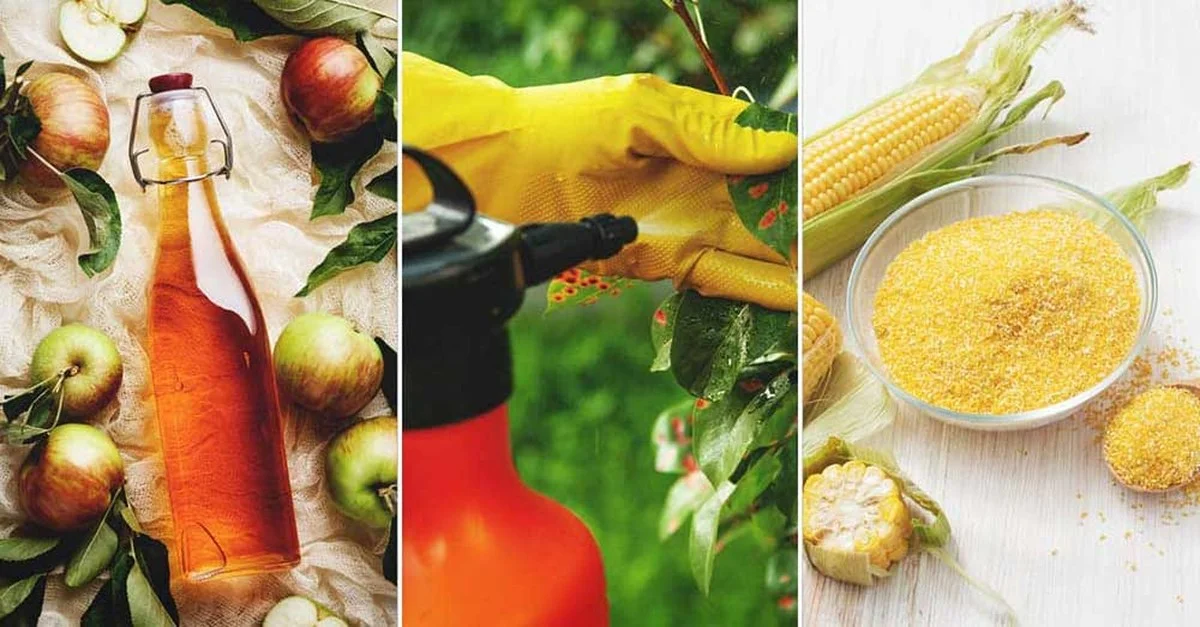 Proč Češi dávají skořici do květináčů? Staré zahradnické tajemství - image 2