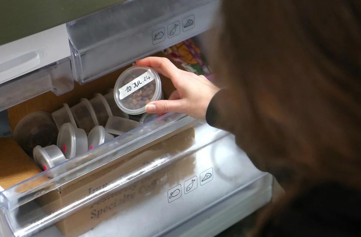 Proč dát kávová zrna do ledničky? Starý trik, který překvapí vaše hosty