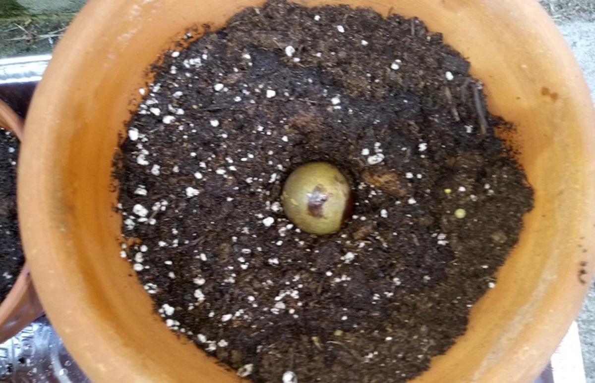 Proč dát pecku z avokáda do květináče: přírodní zázrak pro vaše rostliny - image 1