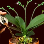 Proč dát sodovku do květináče s orchidejí: Trik, který prodlouží kvetení