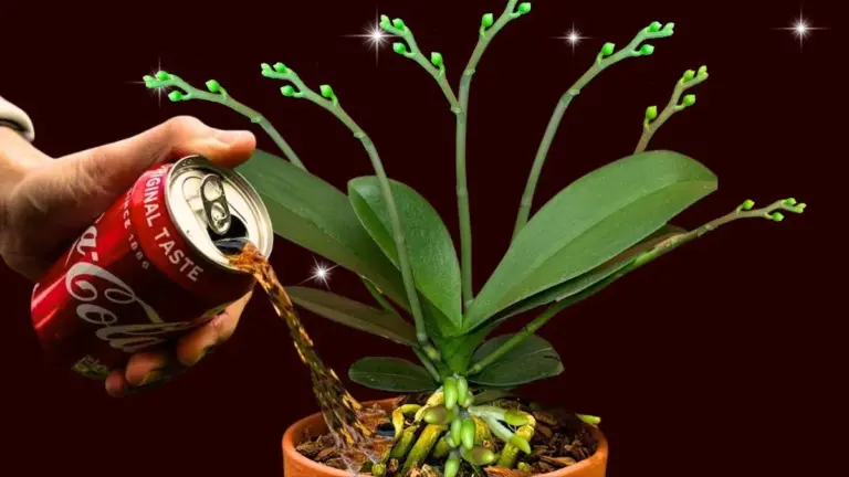 Proč dát sodovku do květináče s orchidejí: Trik, který prodlouží kvetení