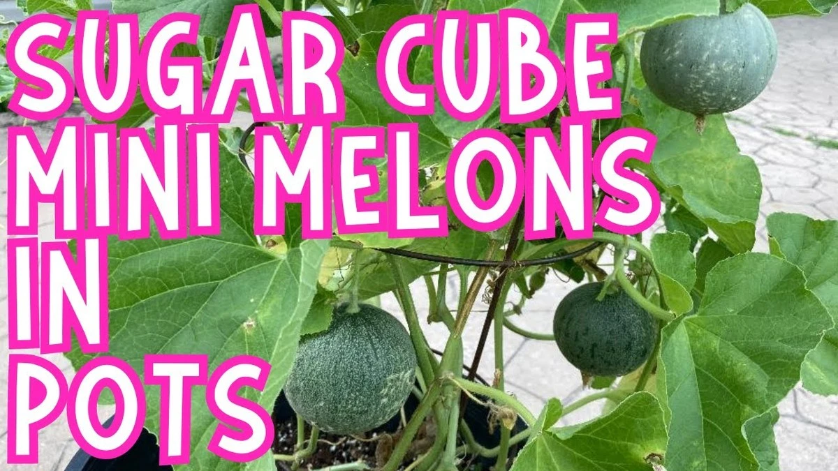 Proč přidat kostku cukru do květináče? Tajemství zahradníků pro zdravější rostliny