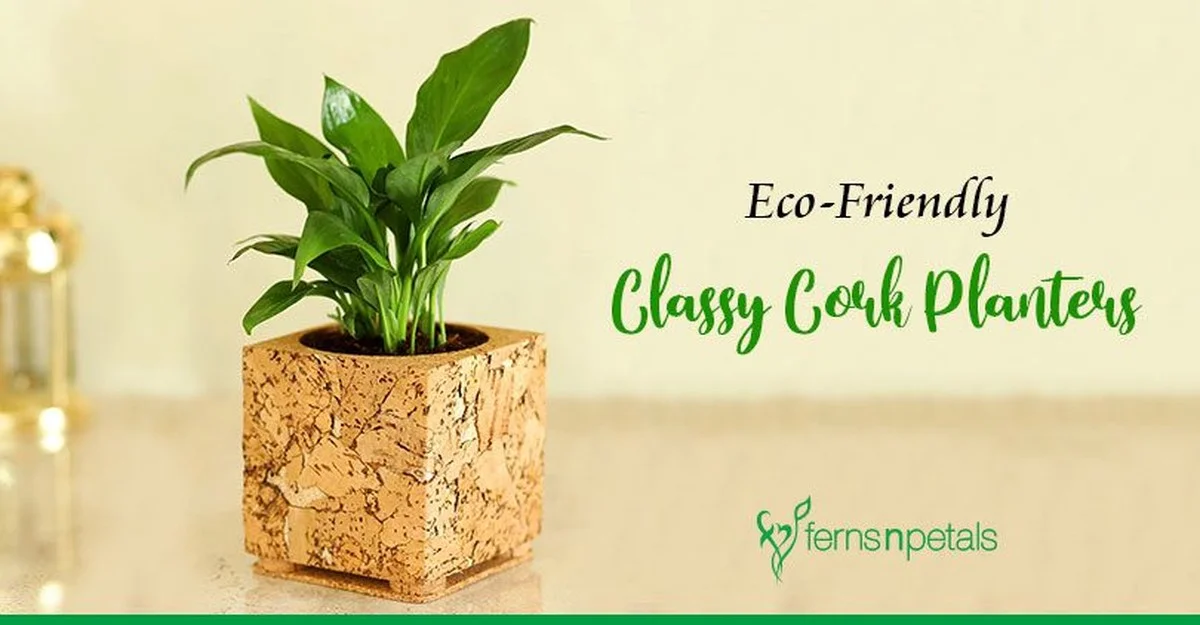 Proč vložit korkový špunt do květináče: Rostliny to zbožňují - image 2