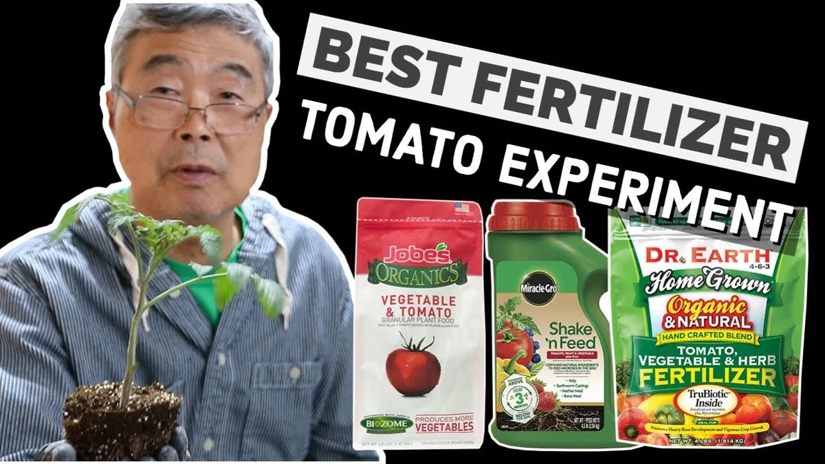 Proč zkušení zahradníci dávají vaječné skořápky ke kořenům rajčat. - image 2