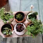 Skořápky od vajec v květináčích: Proč zahradníci přísahají na tento minerální poklad.