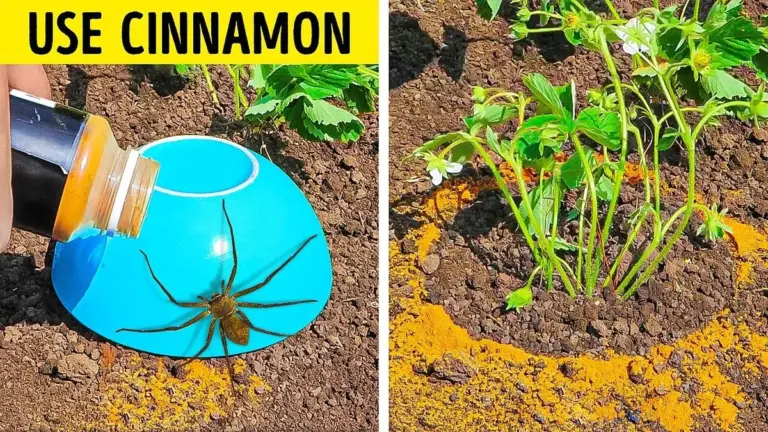 Skořice kolem rostlin: Zapomeňte na drahé přípravky proti mravencům a slimákům