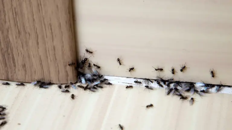 Skořice na parapetu: Přírodní odpuzovač mravenců, který skutečně funguje.