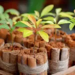 Skořice v květináčích: Starý trik babičky proti mravencům funguje dodnes