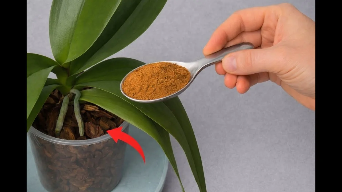 Skořice v květináči: Přírodní odpuzovač mravenců, který funguje - image 1