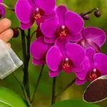 Vlažný čaj jako hnojivo pro orchideje? Tajemství bujného květu.