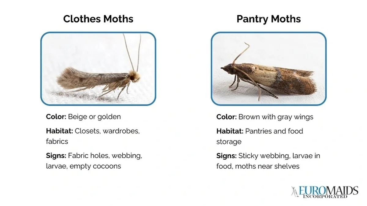 Vložte bobkový list do mouky: staletý trik proti skladištním škůdcům. - image 1