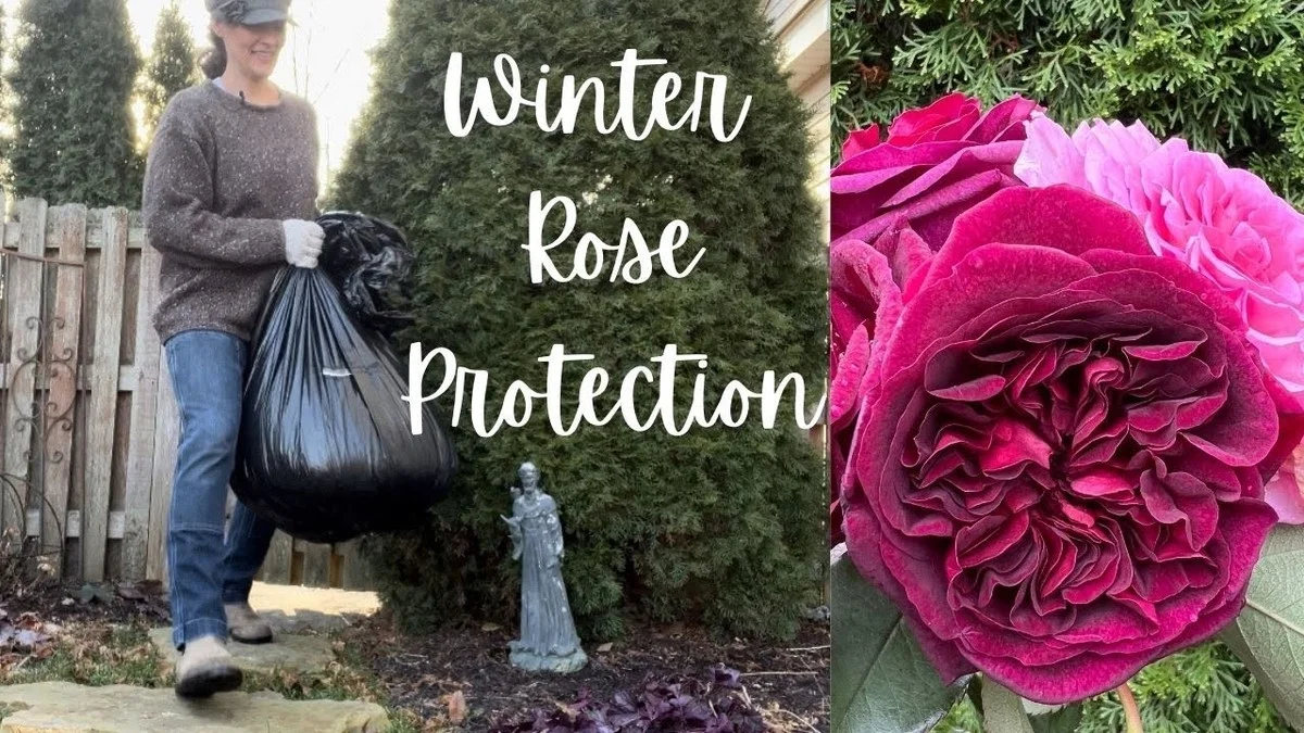 Zahradníci prozrazují: Proč zasadit česnek vedle růží - image 1