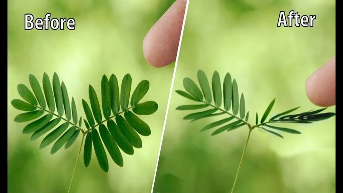 Zahradníci radí: Nikdy nesázejte tyto rostliny vedle sebe - image 1