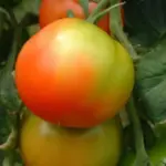 Zkušení zahradníci prozrazují: Vaše rajčata potřebují více draslíku než jste si mysleli