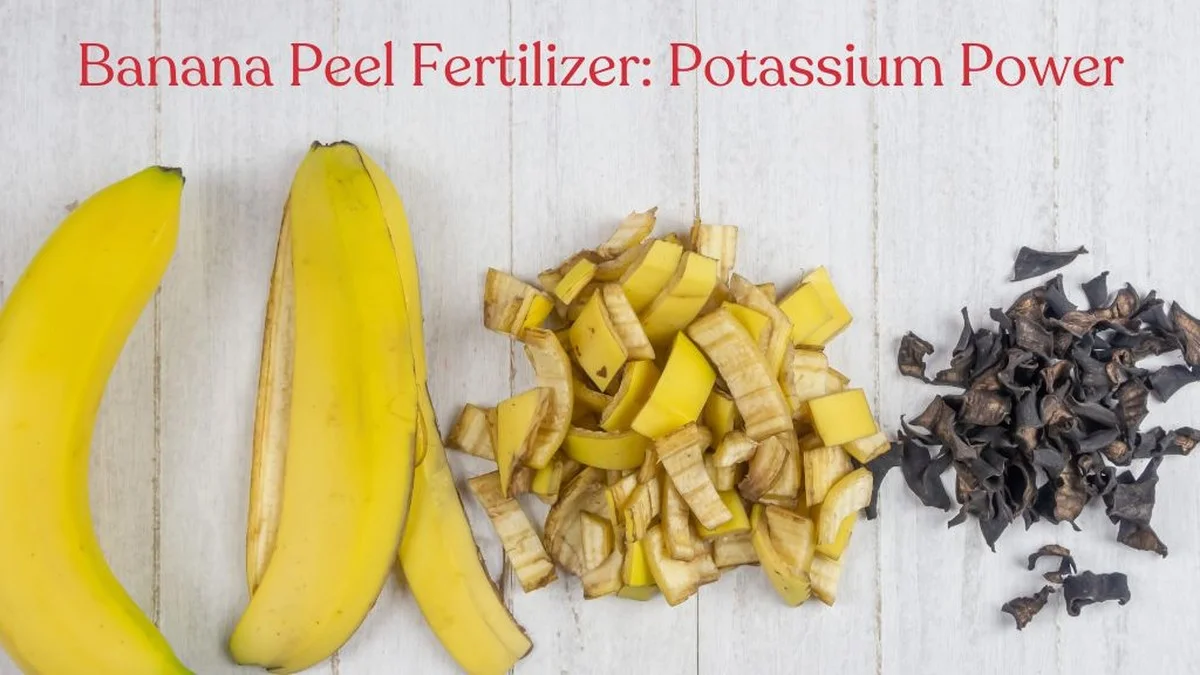 Zkušení zahradníci prozrazují: Vaše rajčata potřebují více draslíku než jste si mysleli - image 1