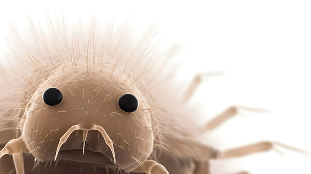 Česnek pod matrací? Středověký trik proti roztočům znovu ožívá - image 1