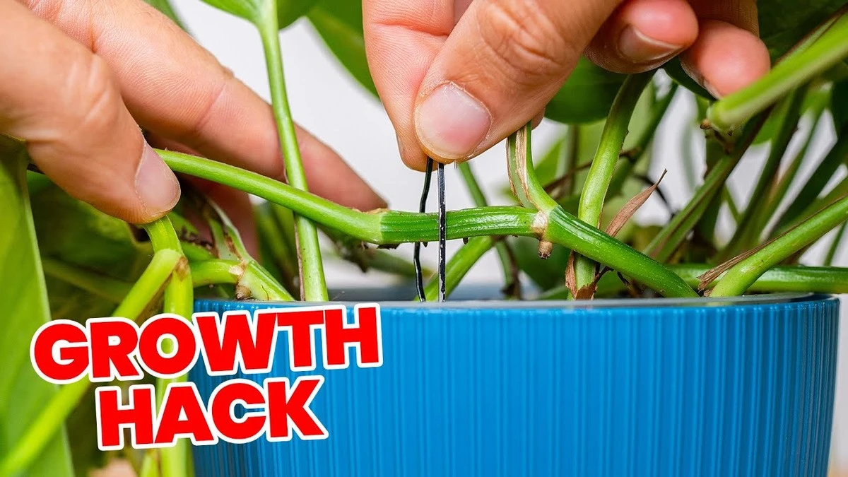 Dát měděný drát do květináče? Zahradnické tajemství pro bujnější rostliny - image 1