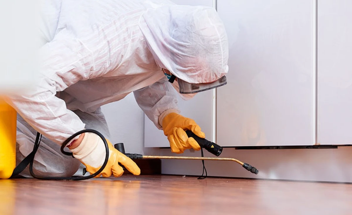 Dejte bobkový list do mouky: staletý trik proti hmyzu v kuchyni. - image 2