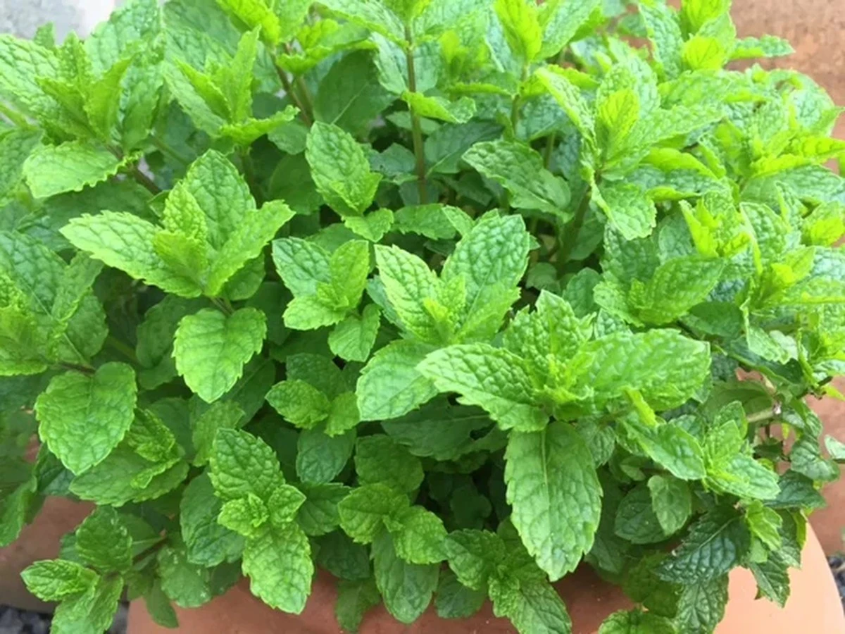 Mince ve zmrzlině? Proč tento trik zabraňuje krystalizaci ledu. - image 2